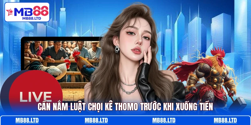 Cần nắm luật chọi kê Thomo trước khi xuống tiền