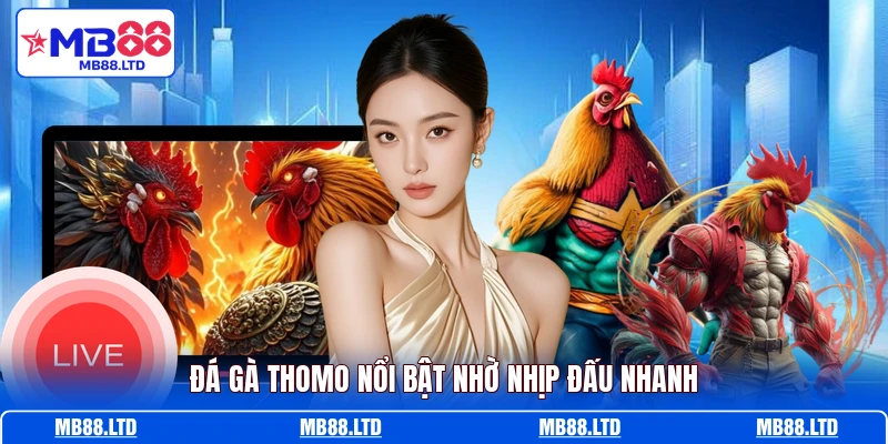 Đá gà Thomo nổi bật nhờ nhịp đấu nhanh