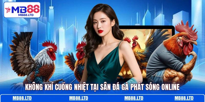 Không khí cuồng nhiệt tại sân đá gà phát sóng online